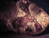 Fossil